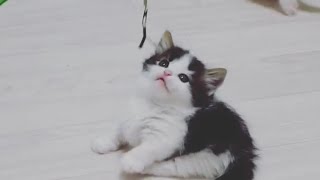 Cute Baby Cat Kitten Playing Time Video #CatsKittens 56 by Cats Kittens 140 views 4 years ago 5 minutes, 57 seconds