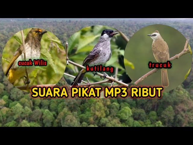 suara pikat mp3 kutilang perak/cucak wilis/trucukan suara mp3 ribut cocok untuk mikat dikebon class=