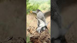 Hawk snatches Pigeon Amazing footage! #shorts #animals