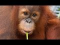 Adopt an orangutan  the orangutan project