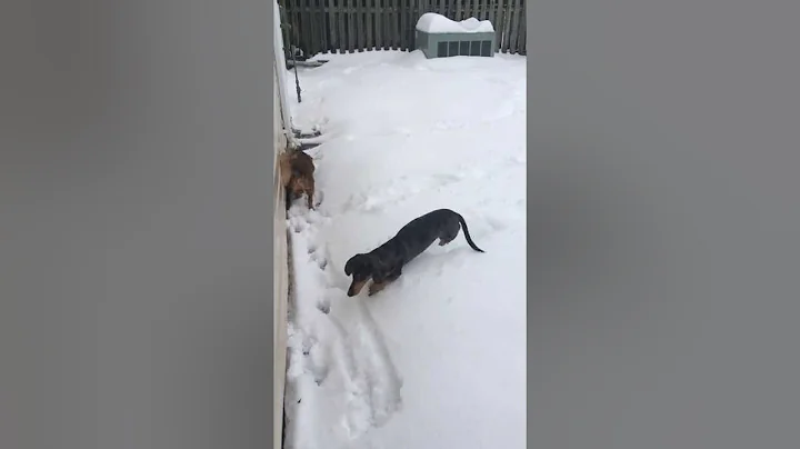 Wiener pups playing in the snow!