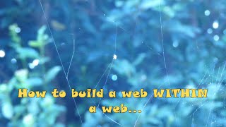 How To Build A Spider Web Within A Spider Web?... Baby Spiders Know