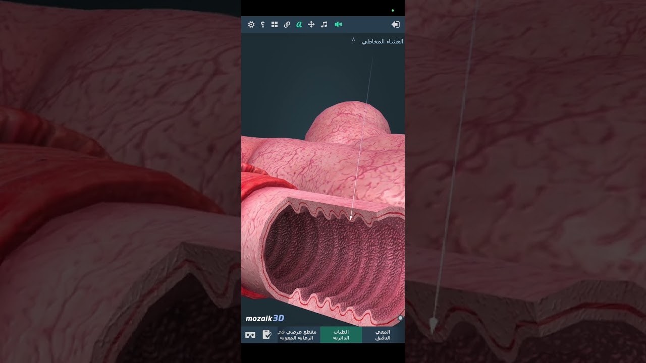 شرح بسيط و مفصل لدرس الامتصاص المعوي السنة الرابعة متوسط 