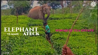 #sonajuli tea state elephant ateck mane v/s elephant#