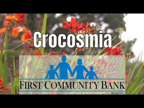 فيديو: نصائح زراعة Crocosmia - متى وكيف نزرع لمبات Crocosmia