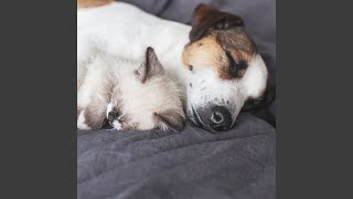 Harmonious Purring And Tail Wagging