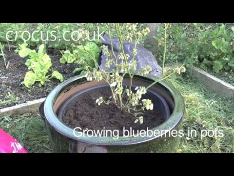 To: Blueberries Pots - YouTube