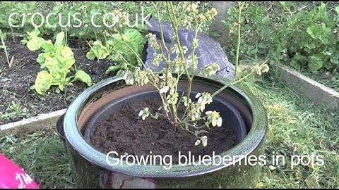 How To: Grow Blueberries in Pots