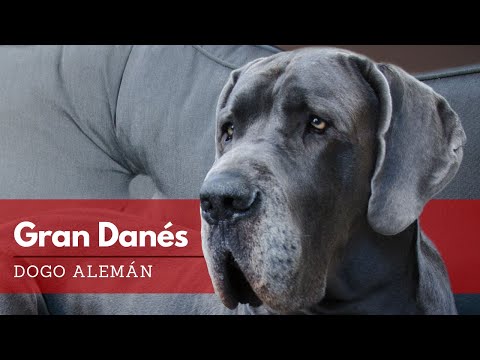 Dogo Alemán o Gran Danés - Todo Sobre la Raza | Terránea Dogo Alemán. Origen, Características, Alimentación, Cuidados, Curiosidades y más...