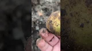 GREEN, GREEN SEED POTATO PLANTING