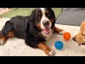 飼い主を亡くした老犬バーニーズが自転車に轢かれた