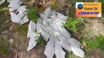 Giá xoài Đài Loan và cát hòa lộc ngày 28 tháng 11, 2025