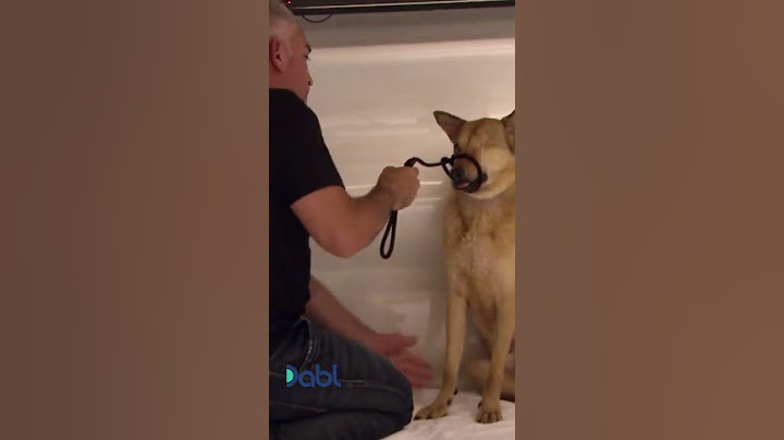 Cesar gets BITTEN by aggressive Dog! #shorts
