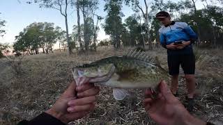 Murry cod caught in the Wimmera River