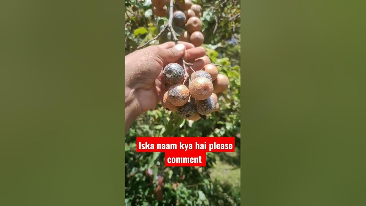 iska-naam-kya-hai-pahadi-fruit-shorts-youtube