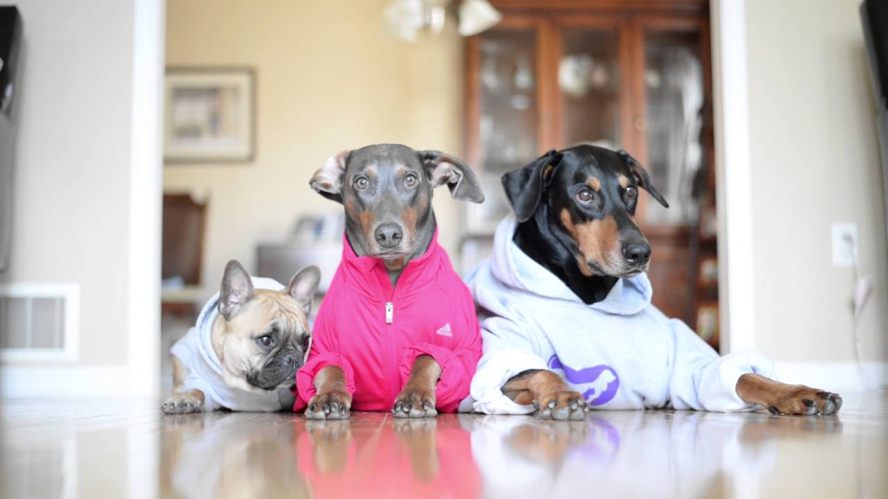 French bulldog and Dobermans get photobombed by cat YouTube