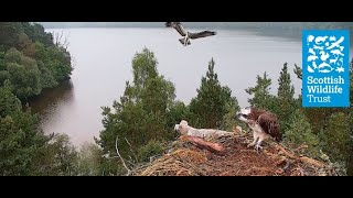 Second Osprey Chick LR2 Fledges and Gains Confidence - Loch of the Lowes osprey webcam (2021)