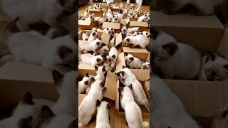 this cat love explosion will melt your heart #catbehavior #cat #nutritionassistance
