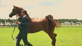 &quot;RHR Heir Of Marwan&quot; 2017 Silver Champion Stallion at Chantilly.