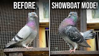 My Pigeons Routine..