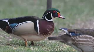 Wood duck backyard fun! #2￼