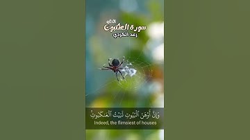 مثل الذين اتخذوا من دون الله أولياء كمثل العنكبوت.. تلاوة خاشعة للقارئ رعد الكردي من سورة العنكبوت