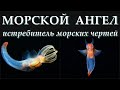 МОРСКОЙ АНГЕЛ - Истребитель морских чертей