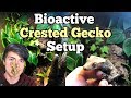 How To Setup a Bioactive Enclosure for a Crested Gecko!