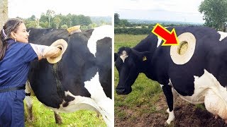 10 Most Bizarre Cows You Dont Know Exist