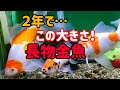 [長物金魚水槽]　金魚　ホームセンターで購入　２年経ちました…朱文金　コメット　和金達です。#goidfish