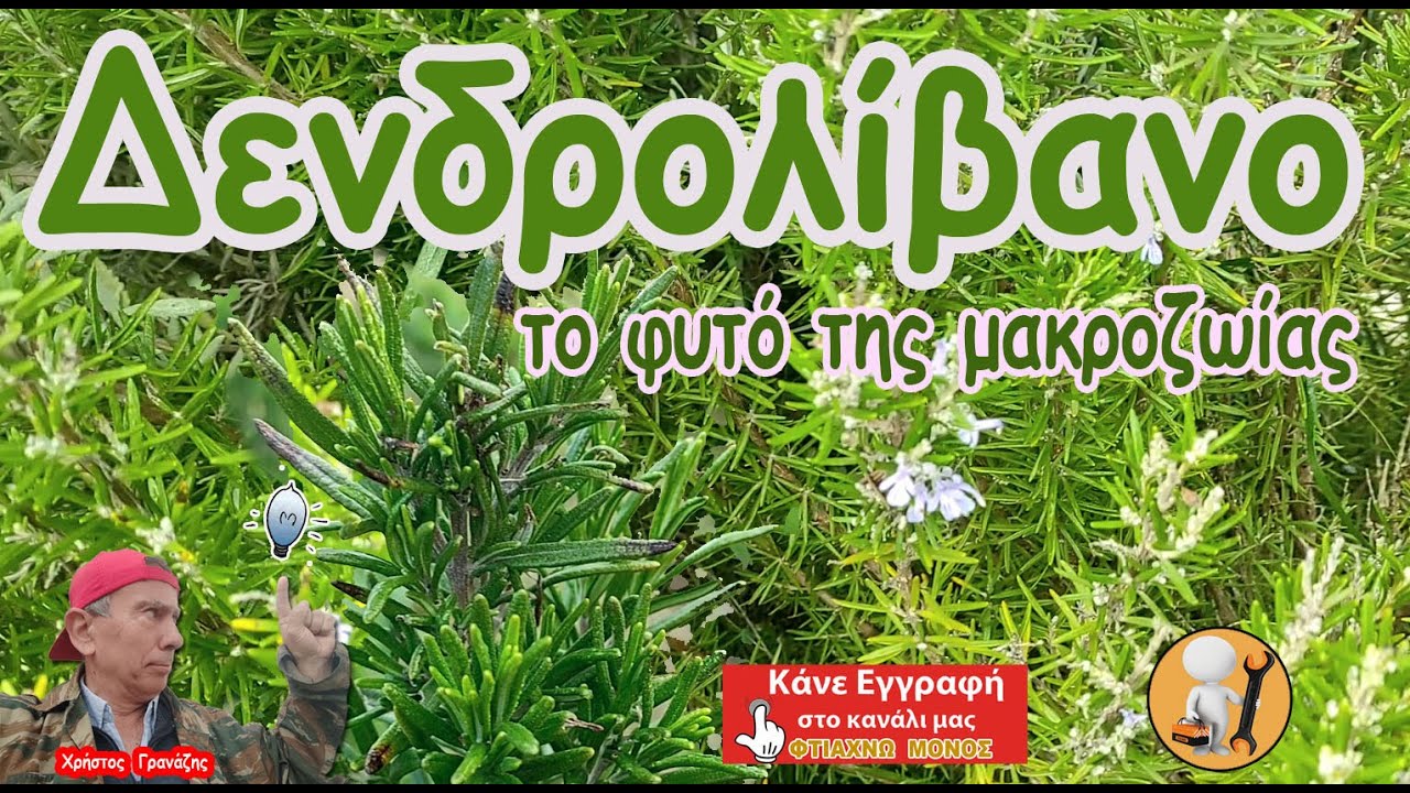 Δενδρολίβανο: τα μυστικά του φυτού της μακροζωίας