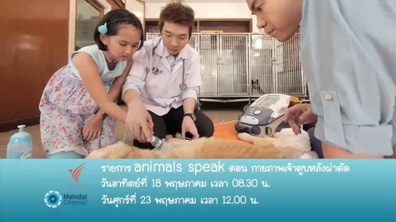 (PV) Animals Speak : กายภาพเจ้าตูบหลังผ่าตัด (18 พ.ค. 57) เจาะลึกทุกขั้นตอนจนถึงการทำกายบำบัดสุนัข