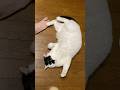 いいえそれはチクビ