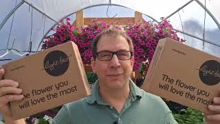 Unboxing New Colored Firefly Petunias 