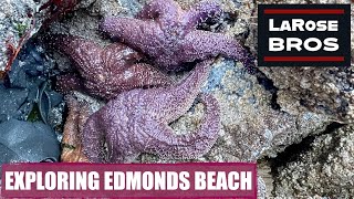 Exploring Edmonds Beach - Low Tide Walk - LaRoseBros