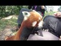 Red Panda Close Encounter @ the Wellington Zoo