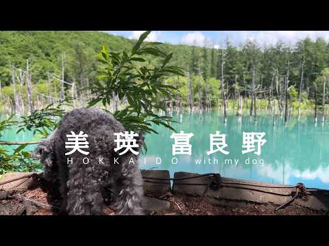 【北海道】愛犬と行く美瑛・富良野 | 美瑛丘めぐり、ファーム富田、愛犬と泊まる美瑛 めぐみ雪・富良野  fam 中富良野