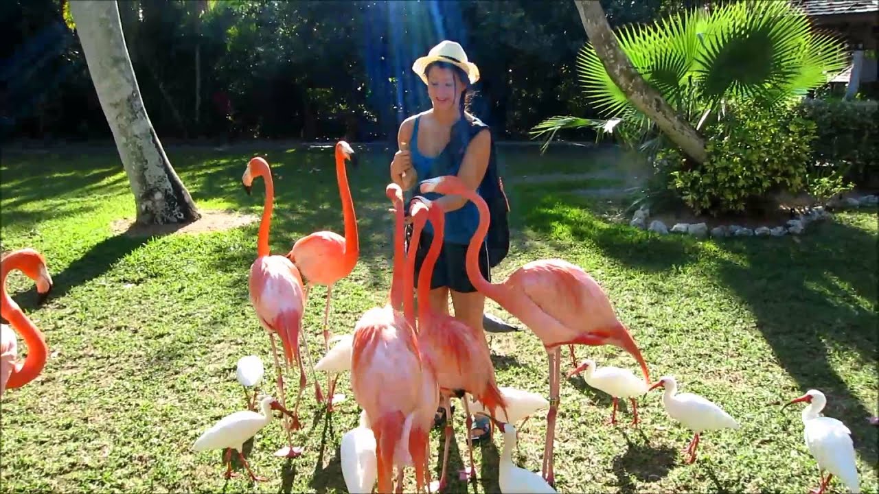 Flamingo Feeding Sarasota Jungle Gardens February 29 2016 Youtube