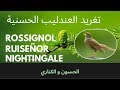 تغريد العندليب (الحسنية) Nightingale Ruiseñor Rossignol