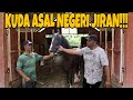 REVIEW KUDA APPALOOSA DARI MALAYSIA DAN 6 EKOR INDUKAN KUDA ISTIMEWA  DI LANGENG / GUDANGARAM STABLE