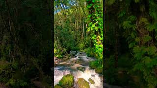 Sunny day🌅#nature #junglesafari #storm #stormsounds #peace #shorts #shortvideo #youtubeshorts #view