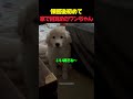 保護後初めて家で目覚めたワンちゃん