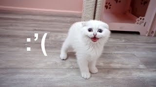 Scottish Fold kitten meowing loud.