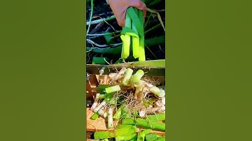 unique tool for cutting spring onions #shorts
