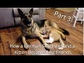 How a German Shepherd and a Kitten Became Best Friends (Part 3)