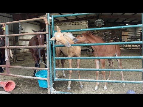 LIVE With New Baby & All The Other Foals | Update!