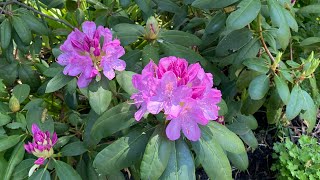 My rhododendrons are blooming! Mid-Spring 2024 Purple Color in my City Cottage Garden