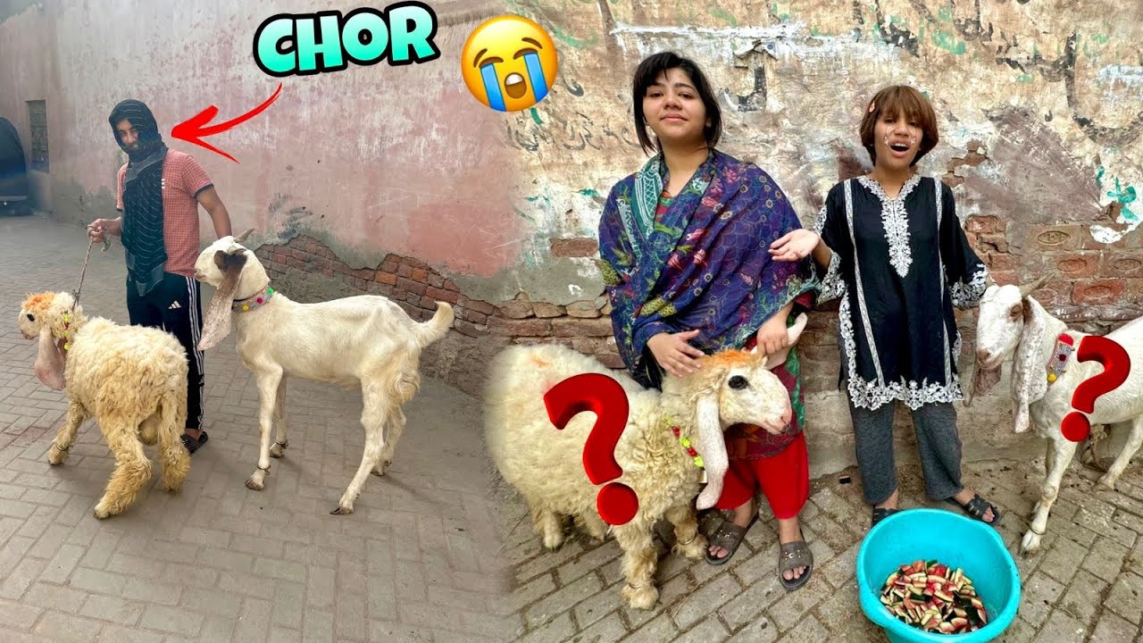 Chor bakry ly k bhag gay 😭