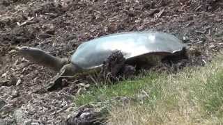 Big Florida Softshell Turtle in Illinois - Northwest Chicago Suburbs part II HD.mp4