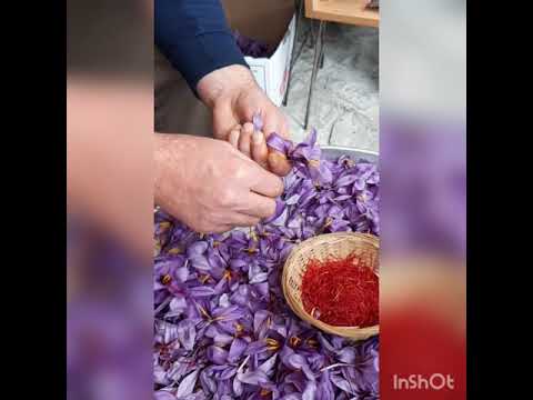 Video: Safran çiçeği - dekorasyon mu baharat mı?